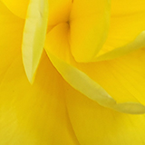 黄色い花の写真